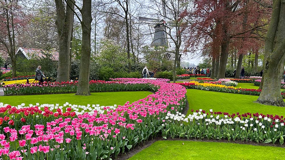 Tulpenblüte in Holland